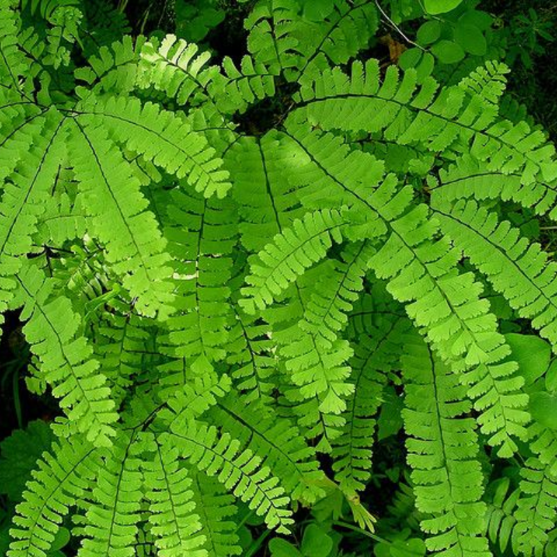 Maidenhair Fern (Adiantum pedatum)