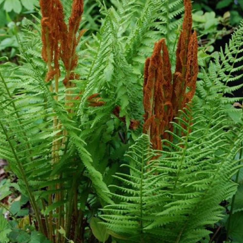 Cinnamon Fern (Osmunda cinnamomea)