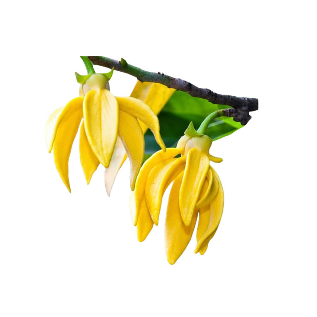 Ylang Ylang Dream Main Image