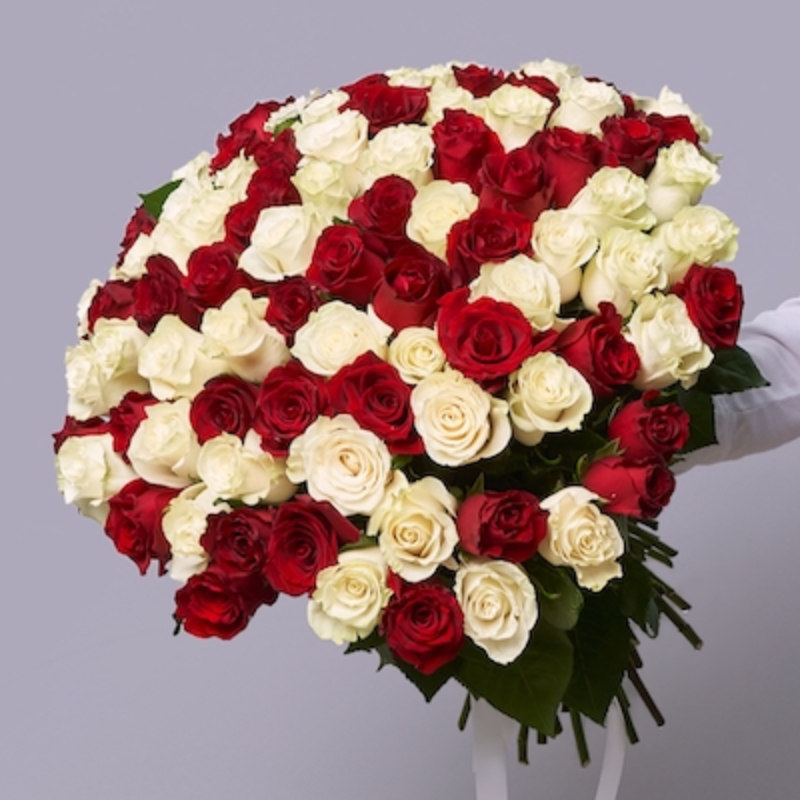101 Red and White Roses