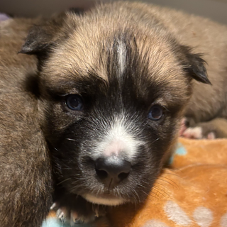 Puppy Yoga Session 1