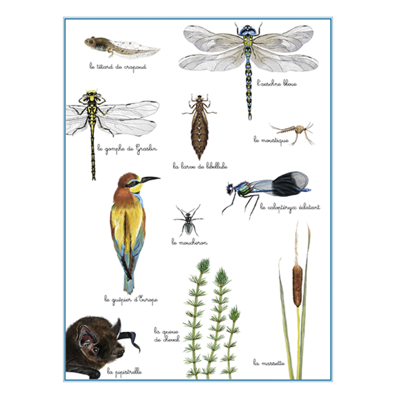 Product #3 : La Libellule