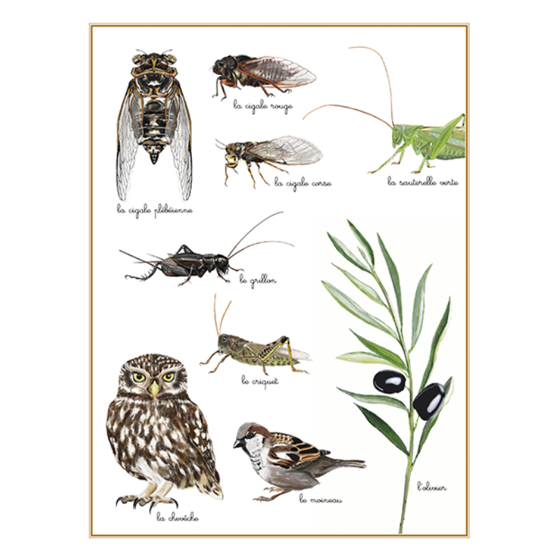 Planche #5 : La Cigale