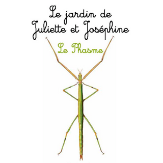 Le Phasme - Le jardin de Juliette et Joséphine 