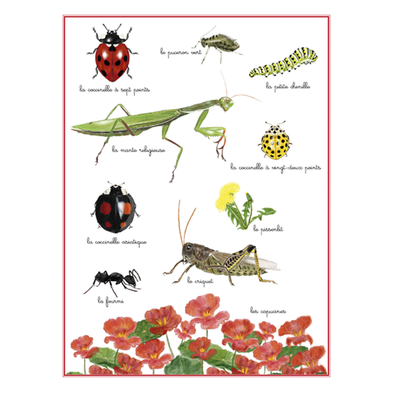 Planche #2 : La Coccinelle