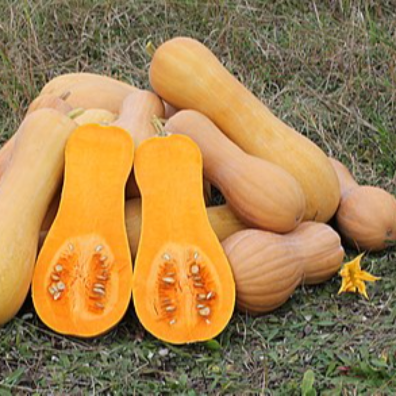 Squash Butternut