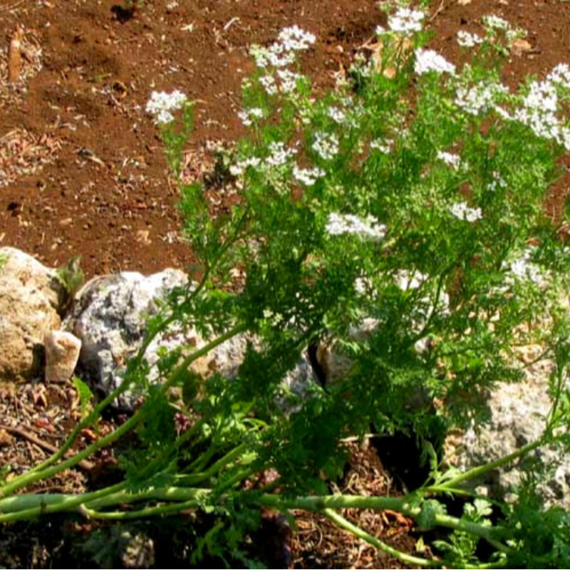 Coriander
