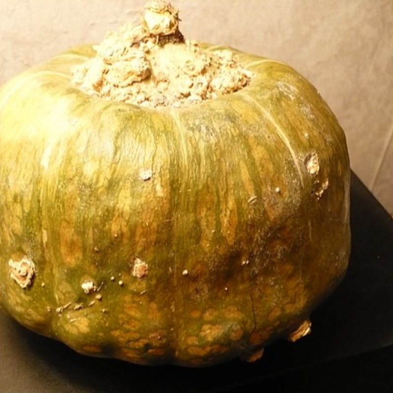 Buttercup Squash (winter) 