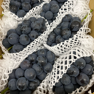 巨峰葡萄 Kyoho Grapes 