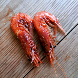 急凍阿根廷紅蝦 Argentine Red Shrimp  