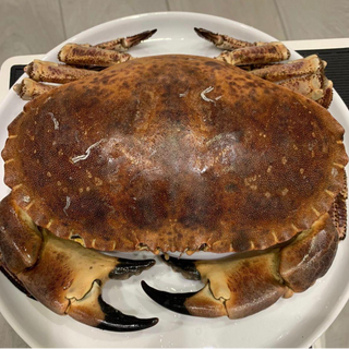 *減* 麵包蟹 Brown Crab 