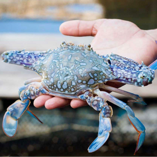 藍花蟹 Blue Swimmer Crab