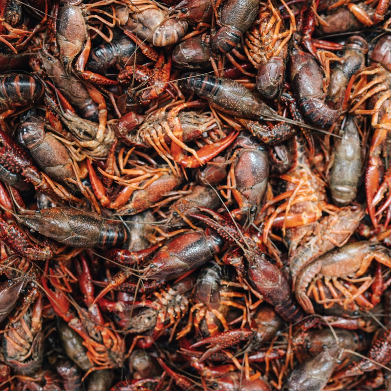 Louisiana Crawfish 