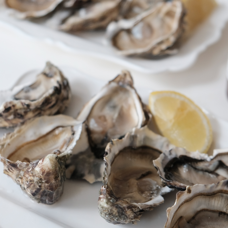 Oysters 🦪 
