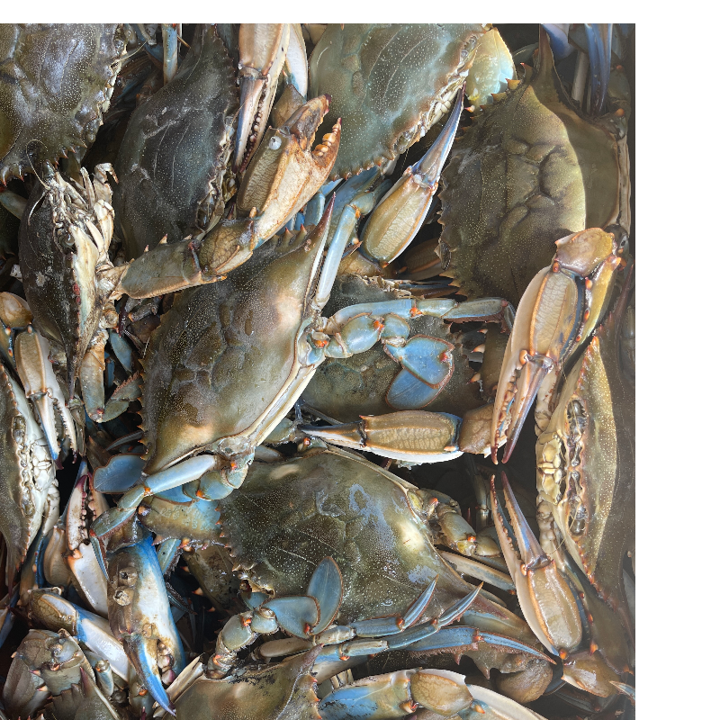 Louisiana Blue Crabs (by the bushel)