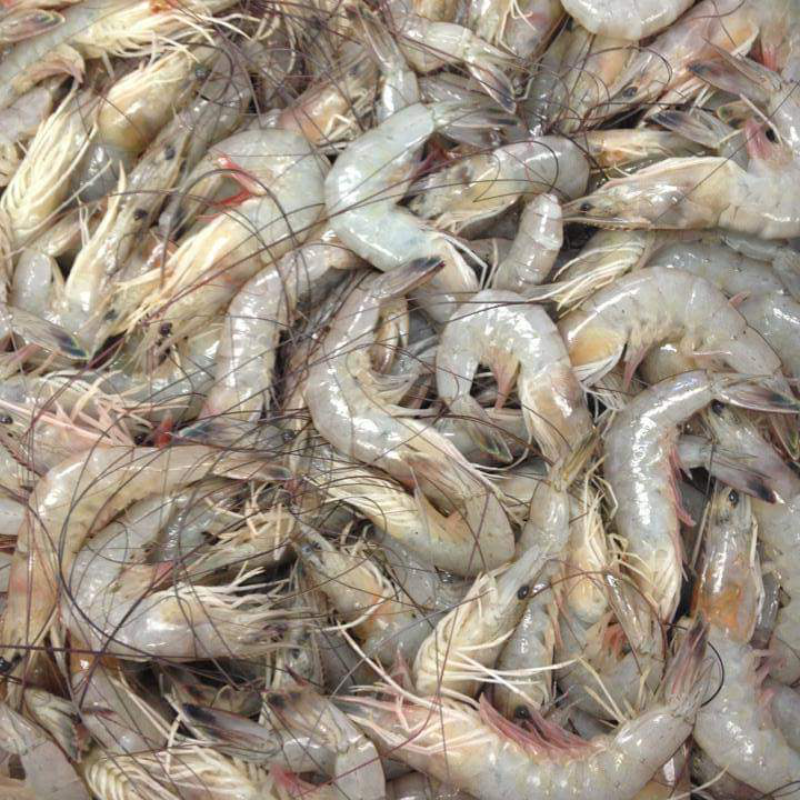 Gulf Shrimp  