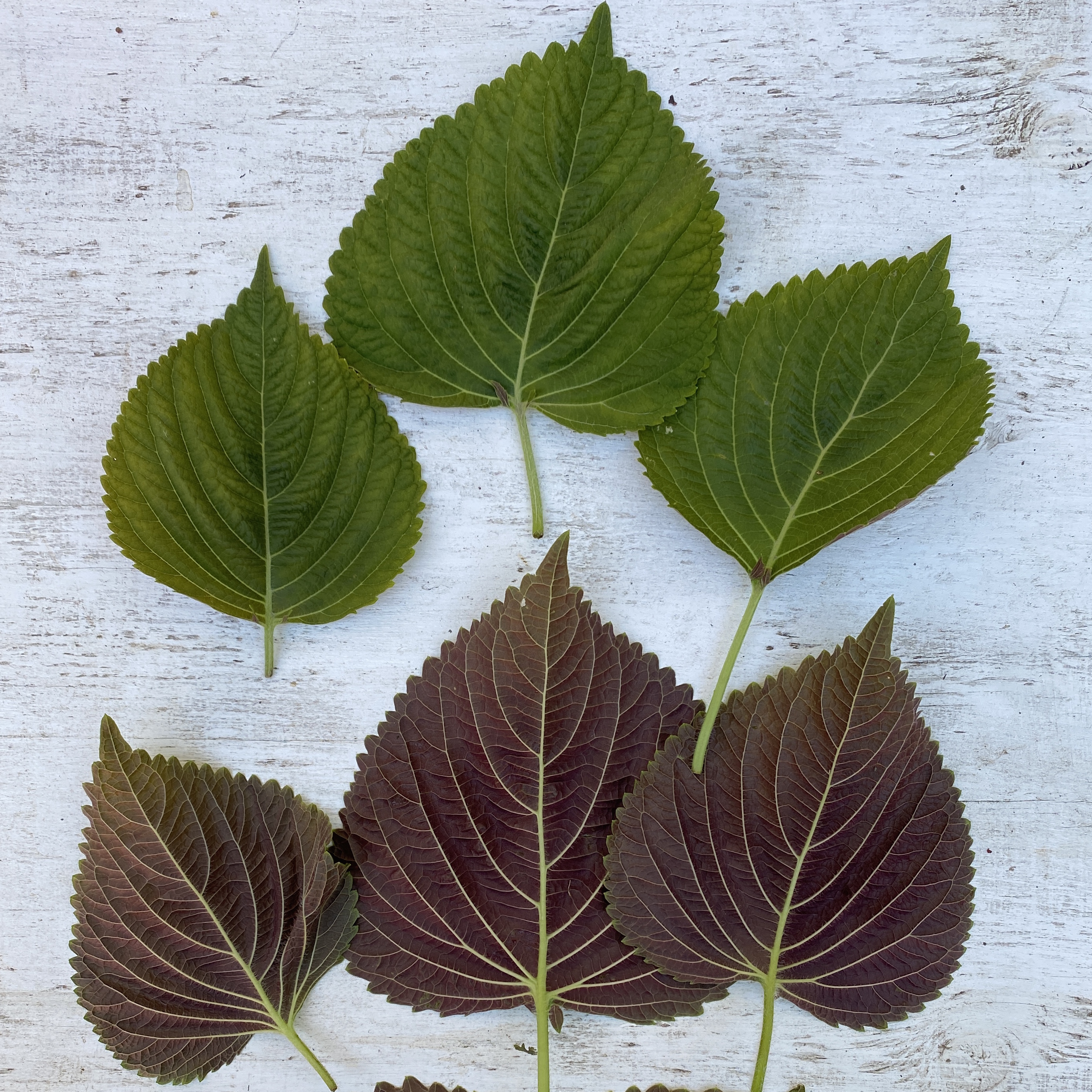 Kkaennip (Korean Perilla)