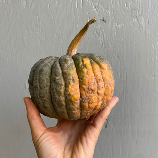 Winter Squash, Black Futsu