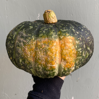 Winter Squash, Kabocha