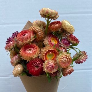 Strawflower Bouquet