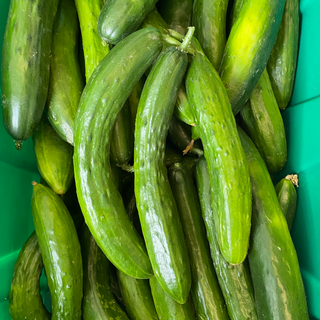 Cucumber, Shintokiwa