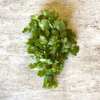 Cilantro