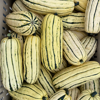 Winter Squash, Delicata