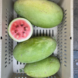 Watermelon, Bozeman