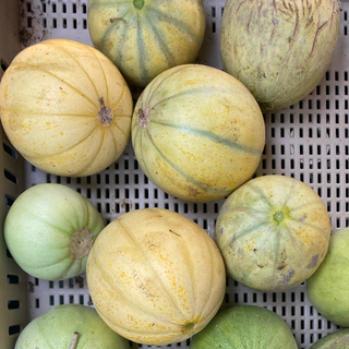 Melon, Farthest North Galia