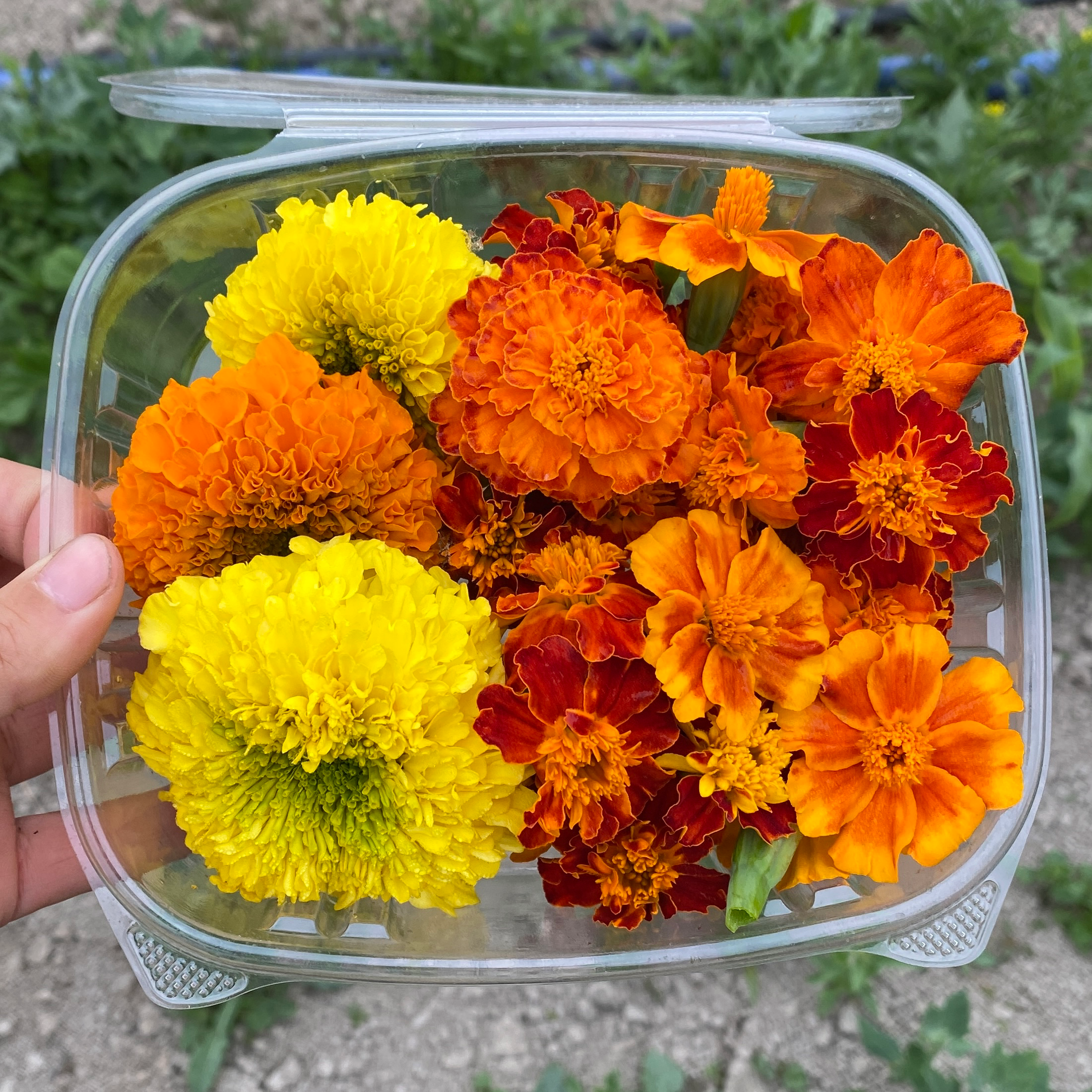 Marigold, Mixed
