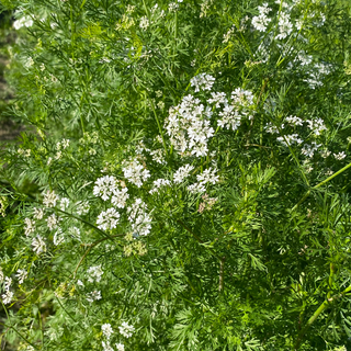 Cilantro, Flowering