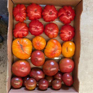 Tomato, Heirloom Mix