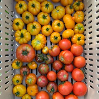 Tomato, Heirloom Mix, Seconds