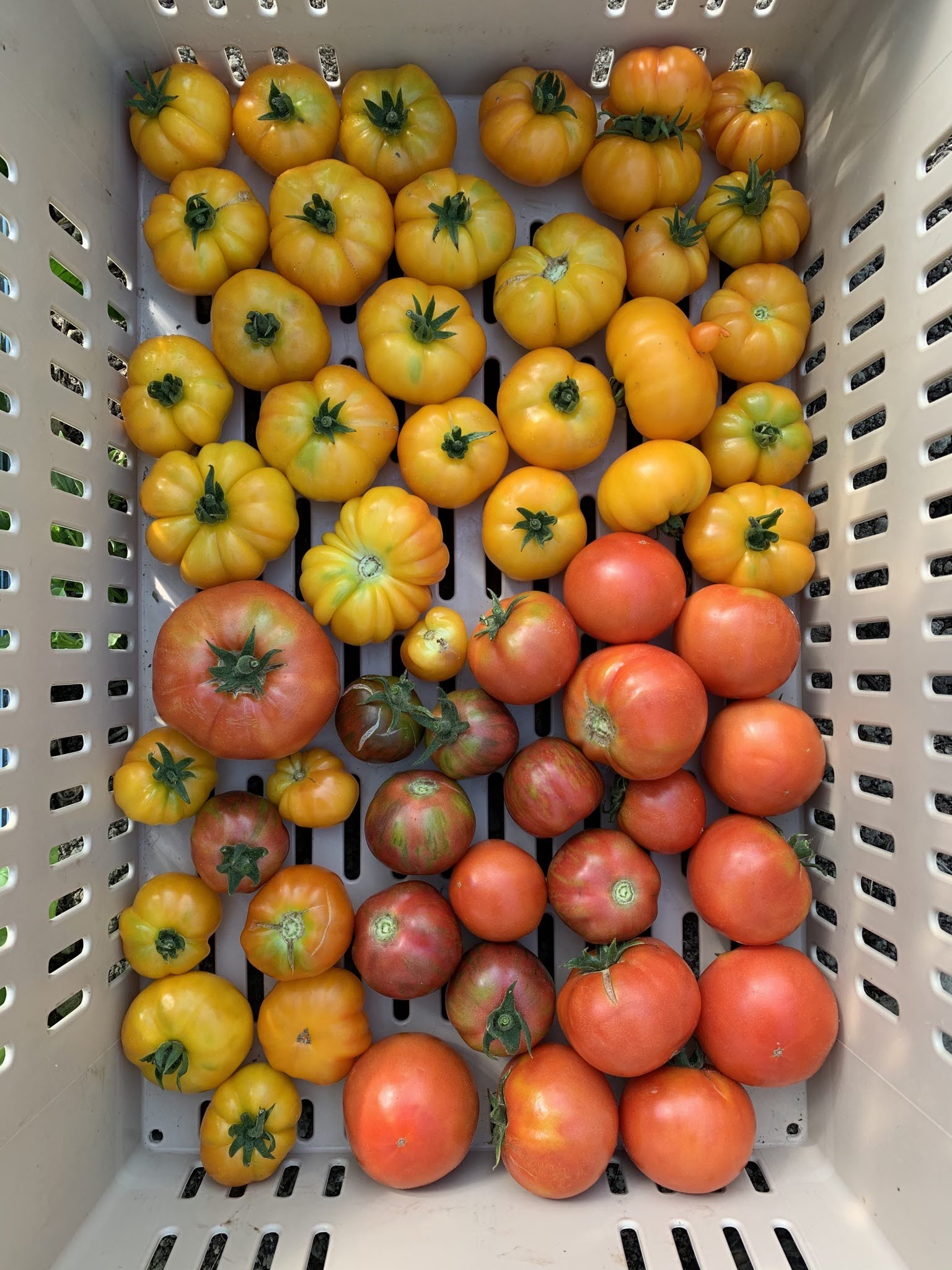 Tomato, Heirloom Mix, Seconds