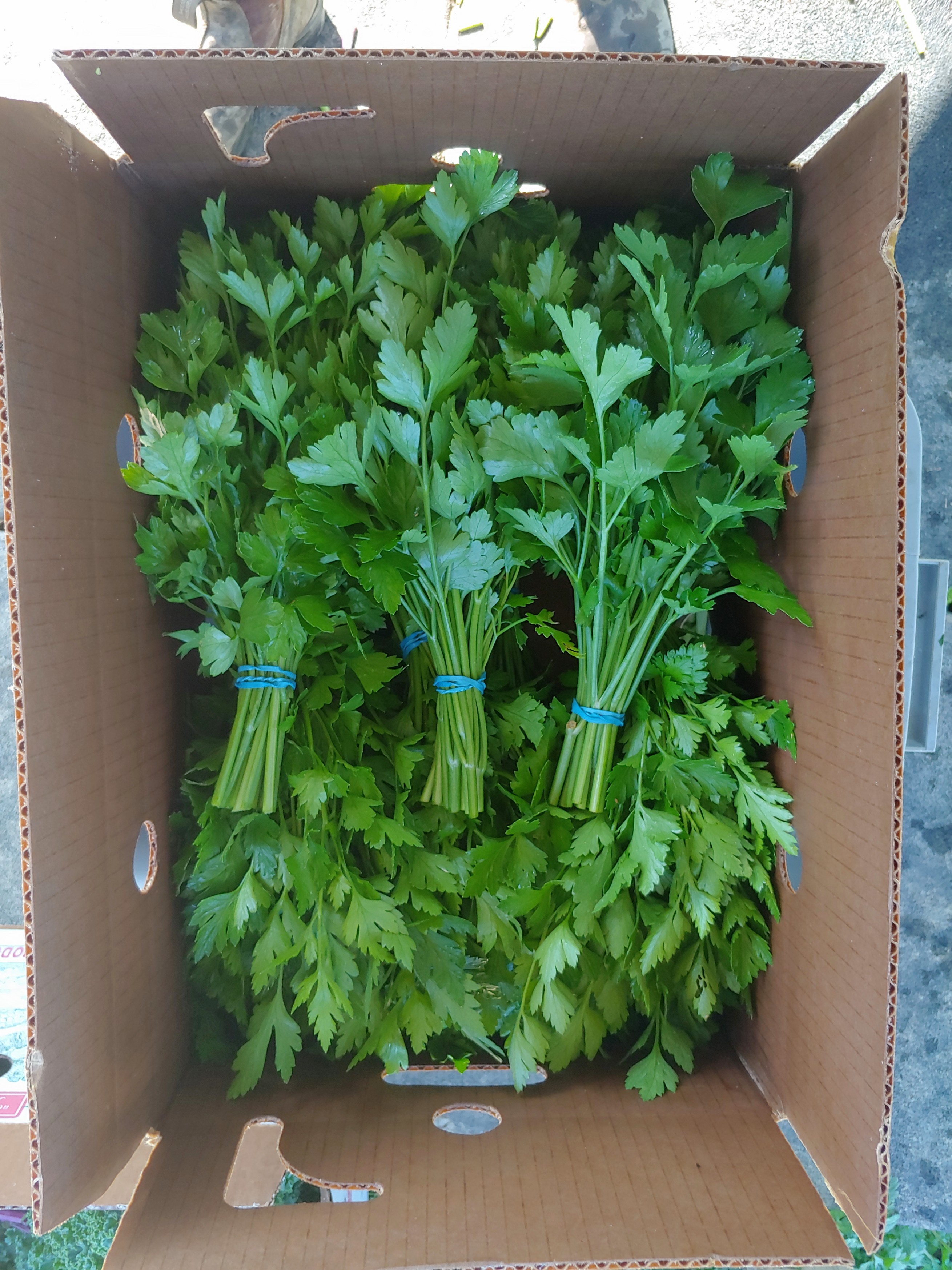 Parsley, Italian Flat