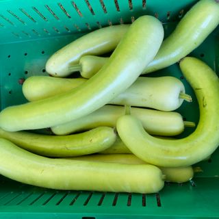 Bottle Gourd