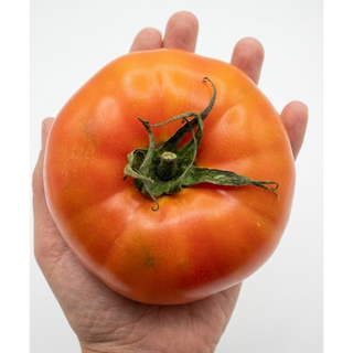American Tomato (1kilo/pack)