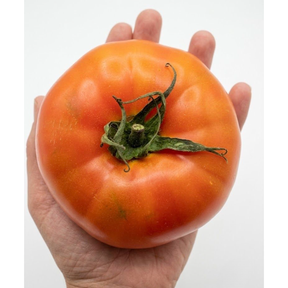 American Tomato (1kilo/pack)