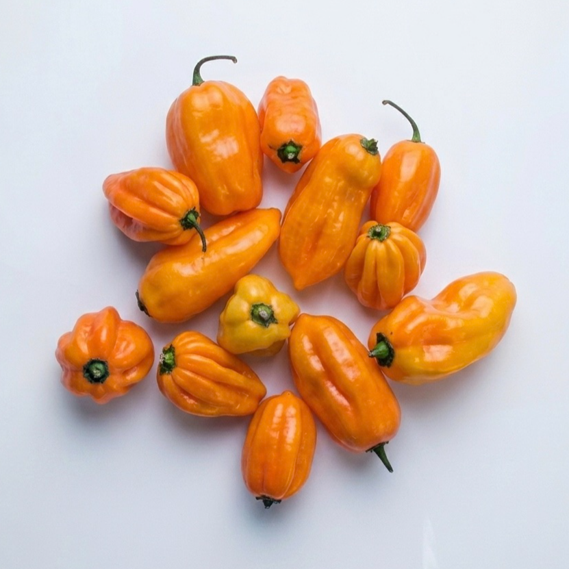 Habanera Peppers Yellow/Orange (200g/pack)