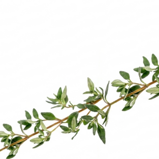 Thyme (100/pack)