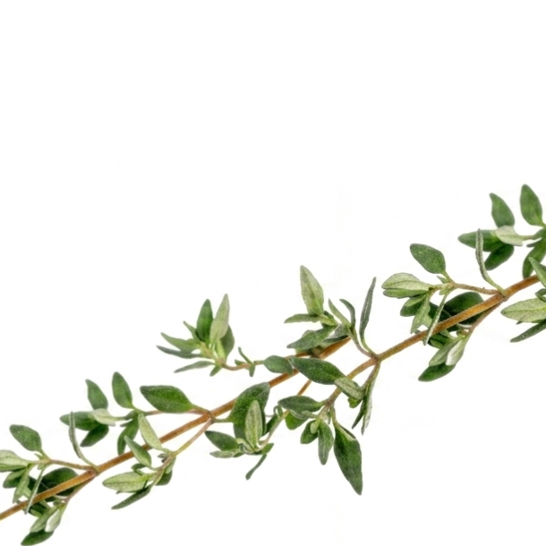 Thyme (100/pack)