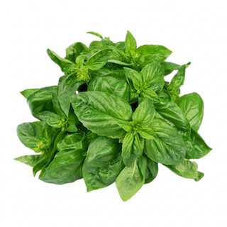 Basil Sweet (200/pack)