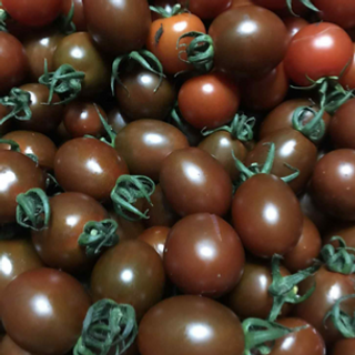 Tomato Cherry Black/Choco (250g/pack)