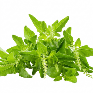 Basil Holy (200/pack)