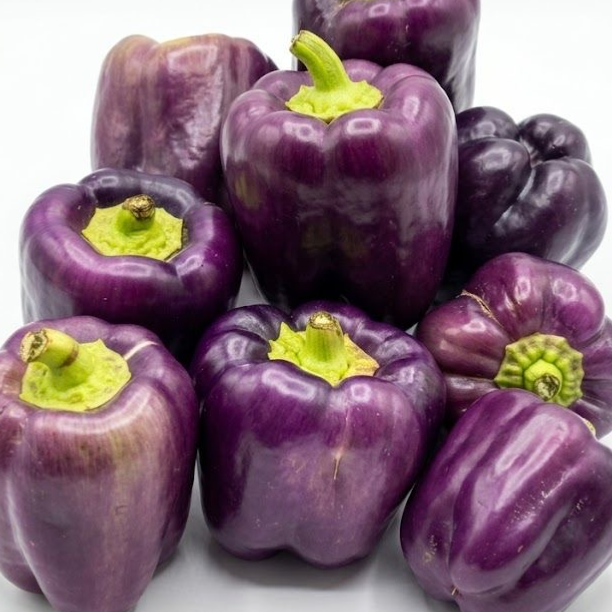 Capsicum Purple (250g/pack)