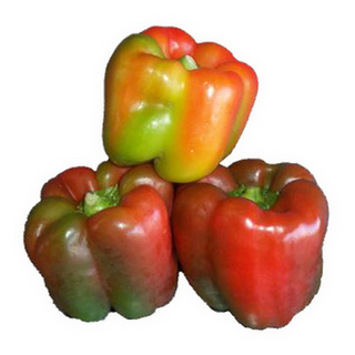 Capsicum/Bellpepper Regular Mixed (250g/pack)