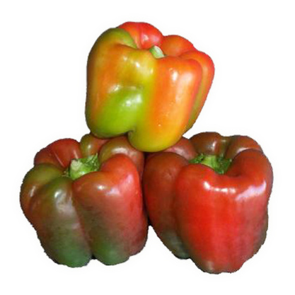 Capsicum/Bellpepper Regular Mixed (250g/pack)