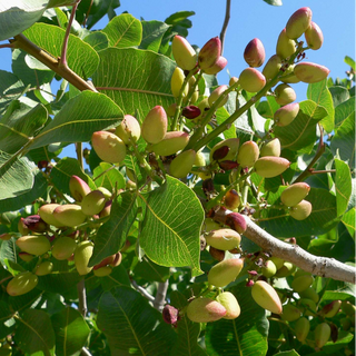 DUO PISTACHIER VERA (male + femelle)