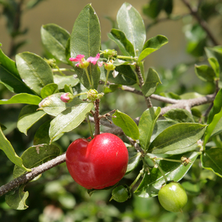 ACEROLA 