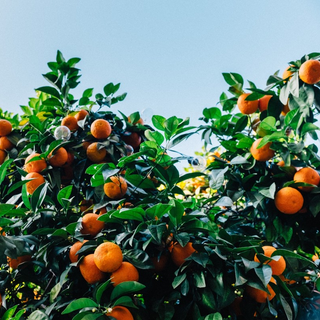 MANDARINIER SATSUMA OKITSU